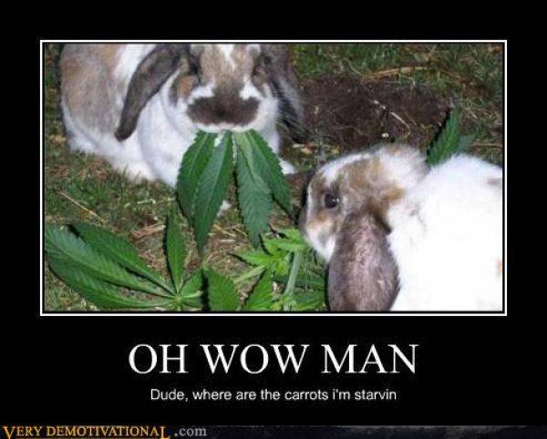 rabbits.jpg