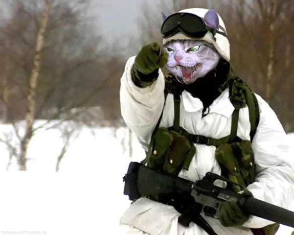 armycat.jpg