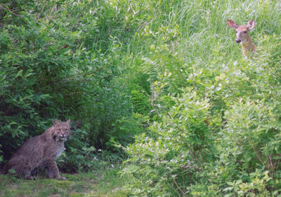 Bobcat and Deer  4 x 6.jpg
